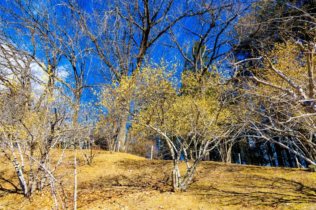 宝登山のロウバイ園と秩父の景色