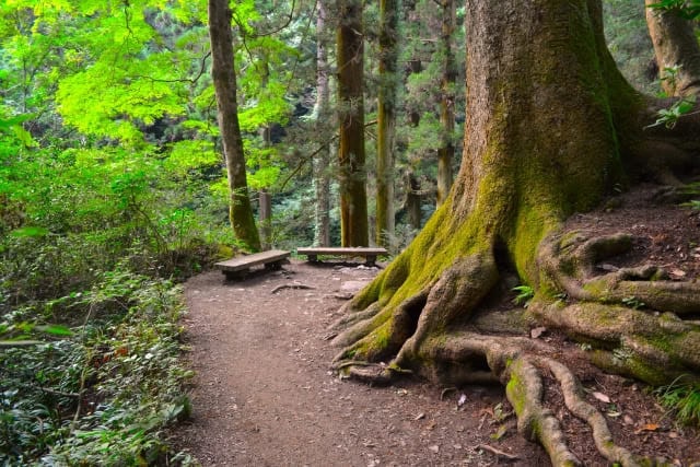 高尾山の苔道