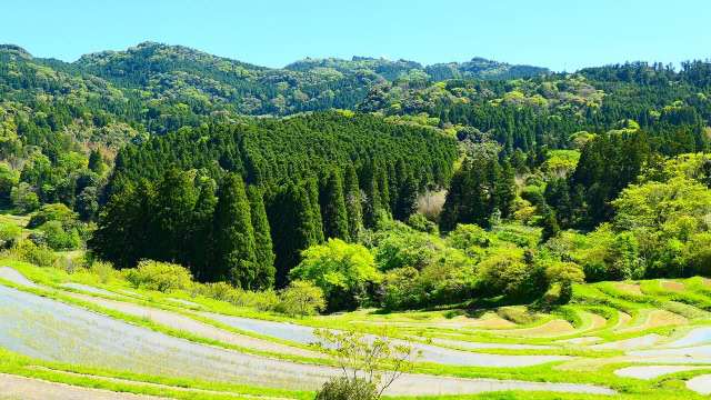 大山千枚田近くのスダジイ