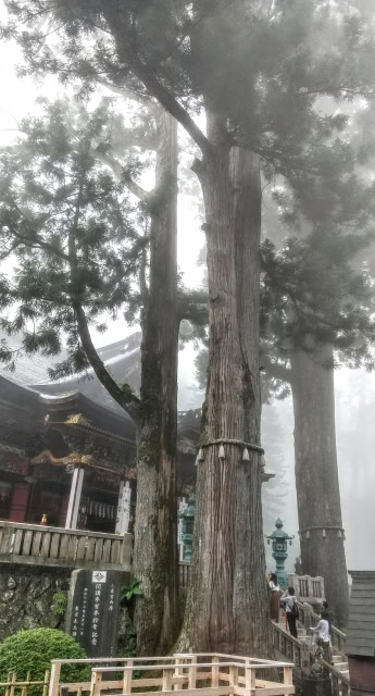 三峯神社の御神木