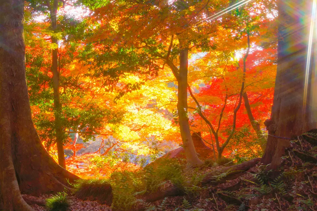 小石川後楽園の大樹と庭園