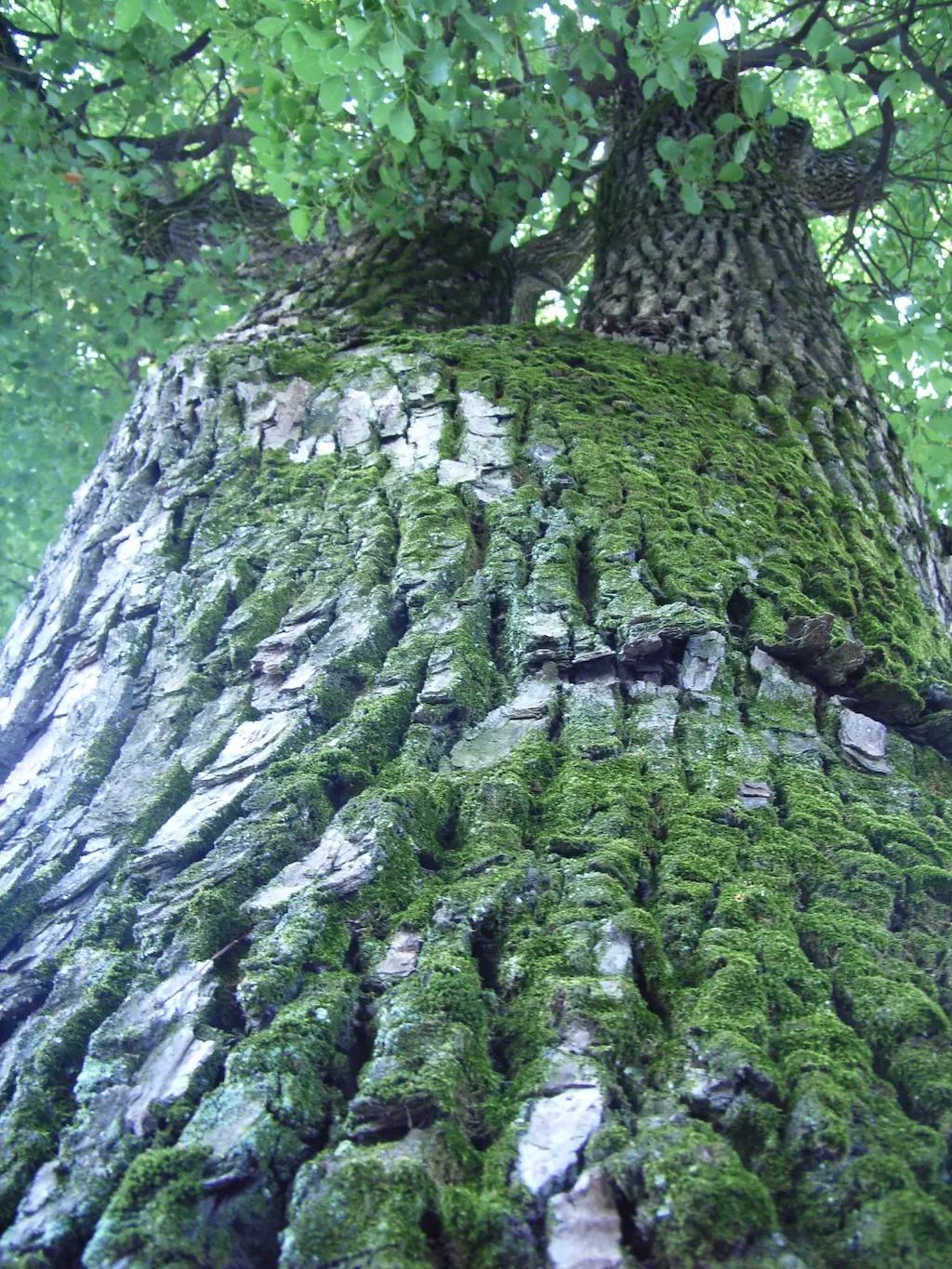 明治神宮境内の大楠