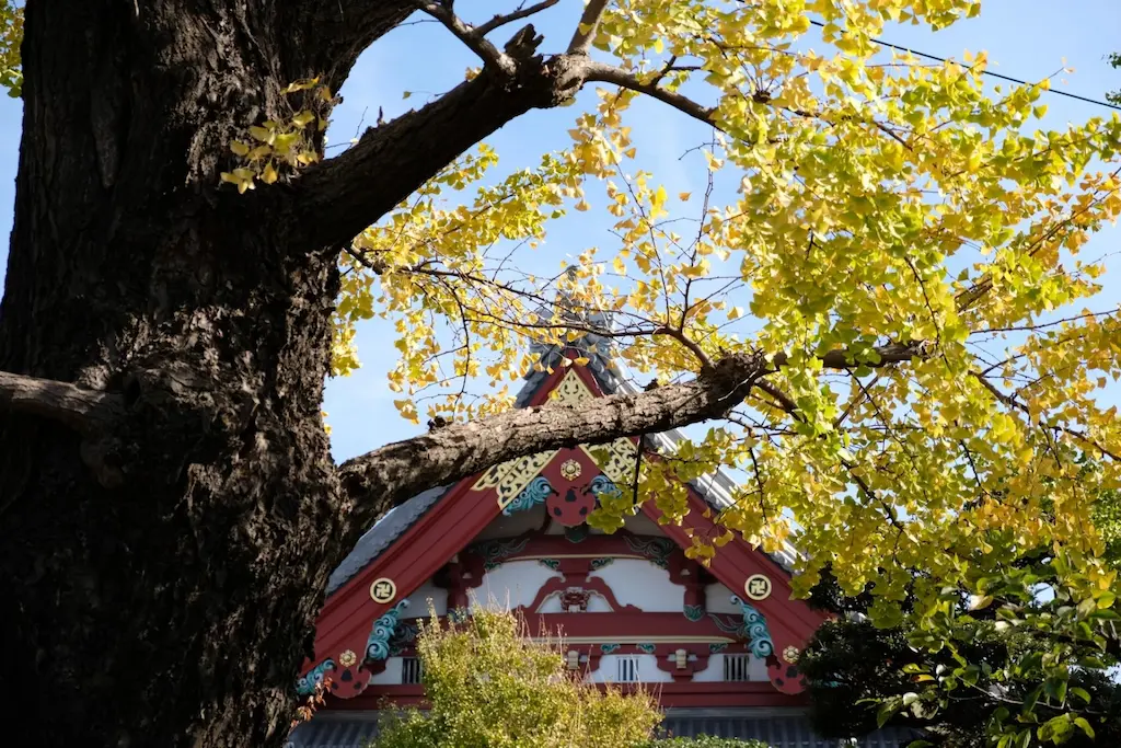 浅草寺境内の大イチョウ
