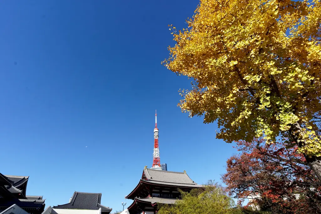 増上寺の大銀杏と東京タワー
