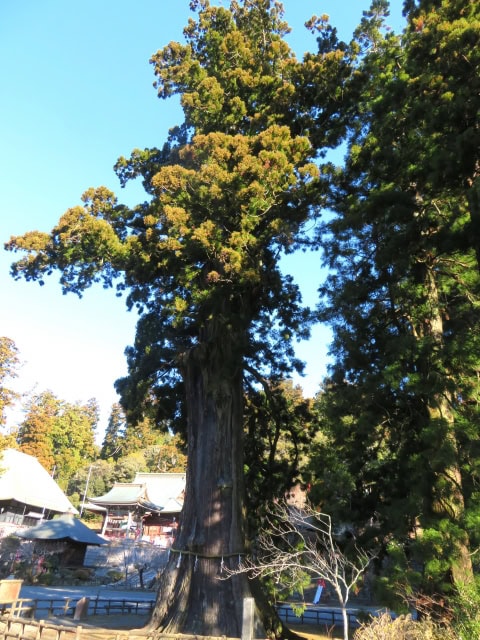 清澄寺の千年杉(鴨川市)