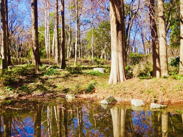 林試の森公園