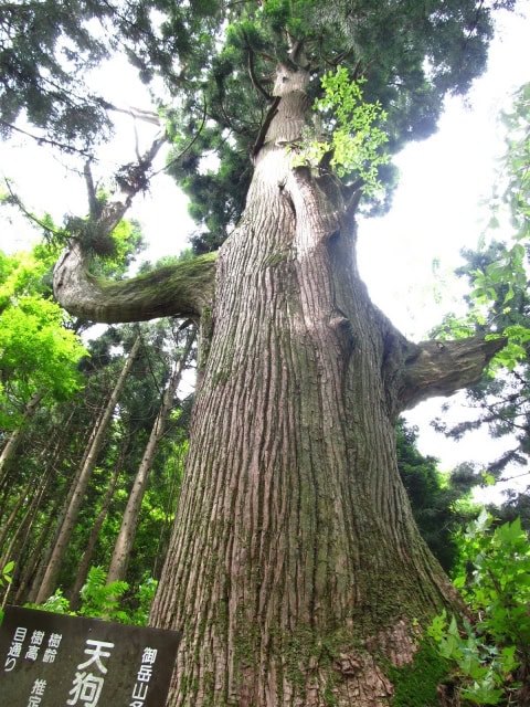 天狗の腰掛杉