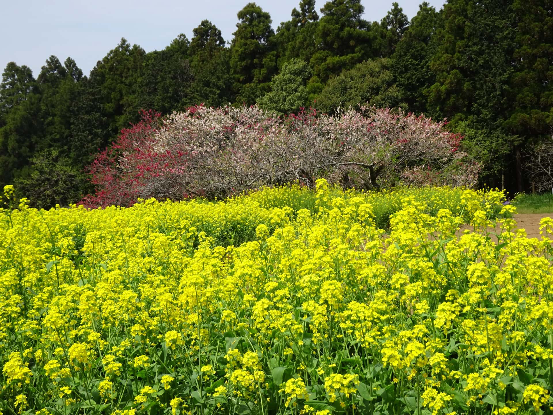 吉高の大桜