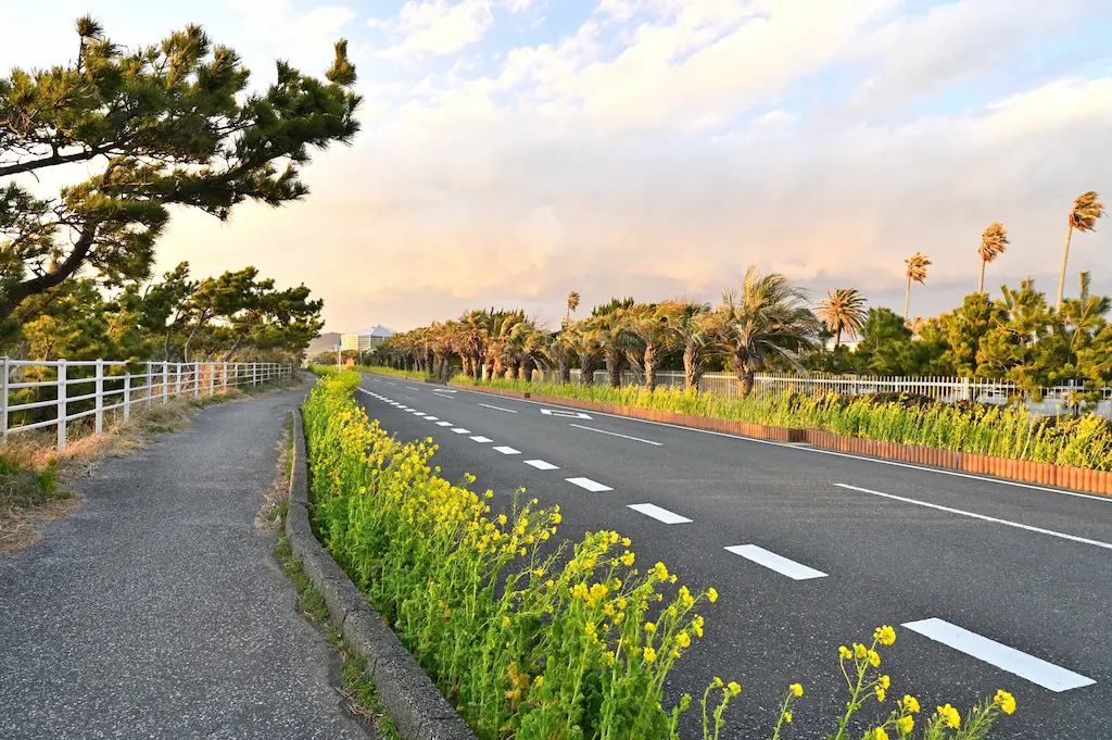 房総フラワーラインの菜の花と海岸線