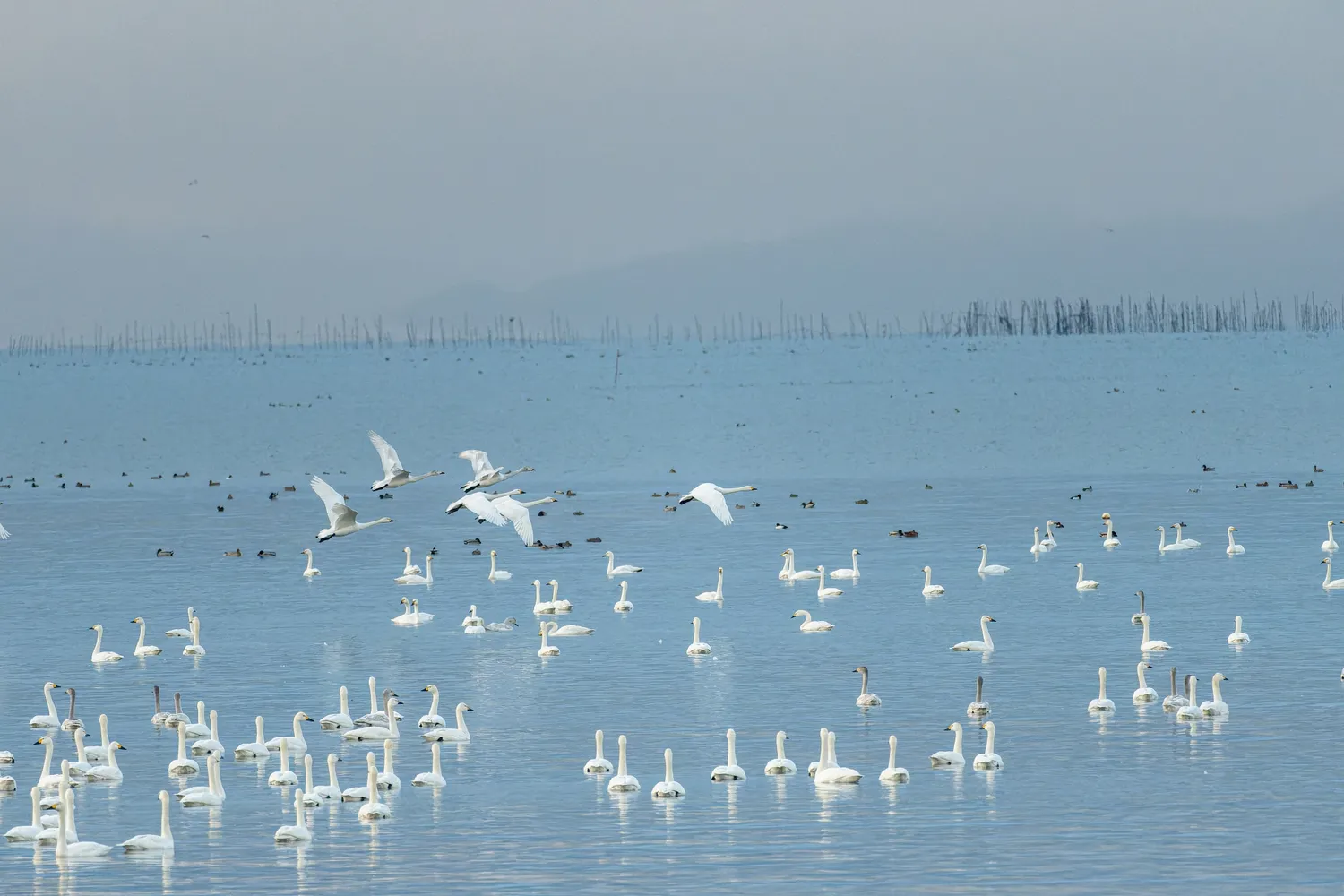 湖北野鳥センター周辺に集まるコハクチョウと水鳥の群れ