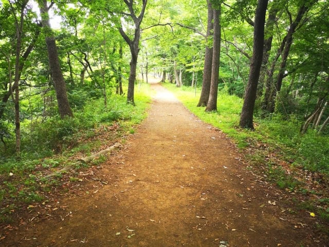 弘法山の道は歩きやすい
