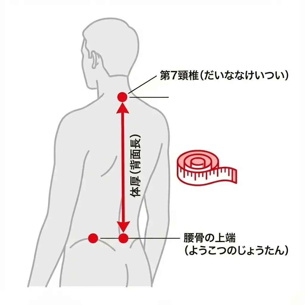背面長（トルソー）の測定ポイントを示した人体図解