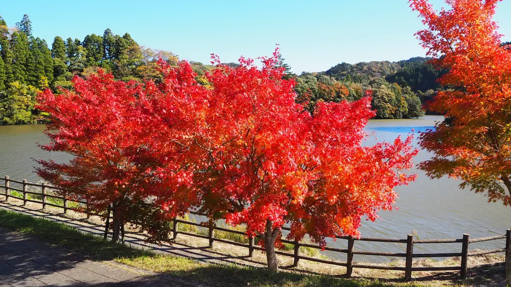 亀山湖の紅葉シーズンの美しい風景