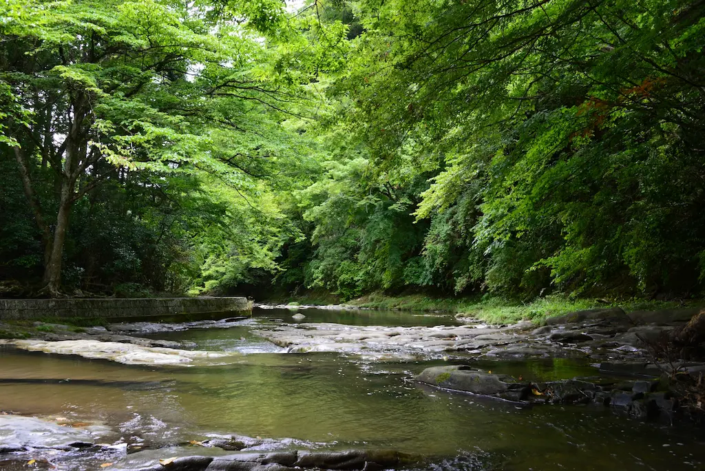 養老渓谷の新緑