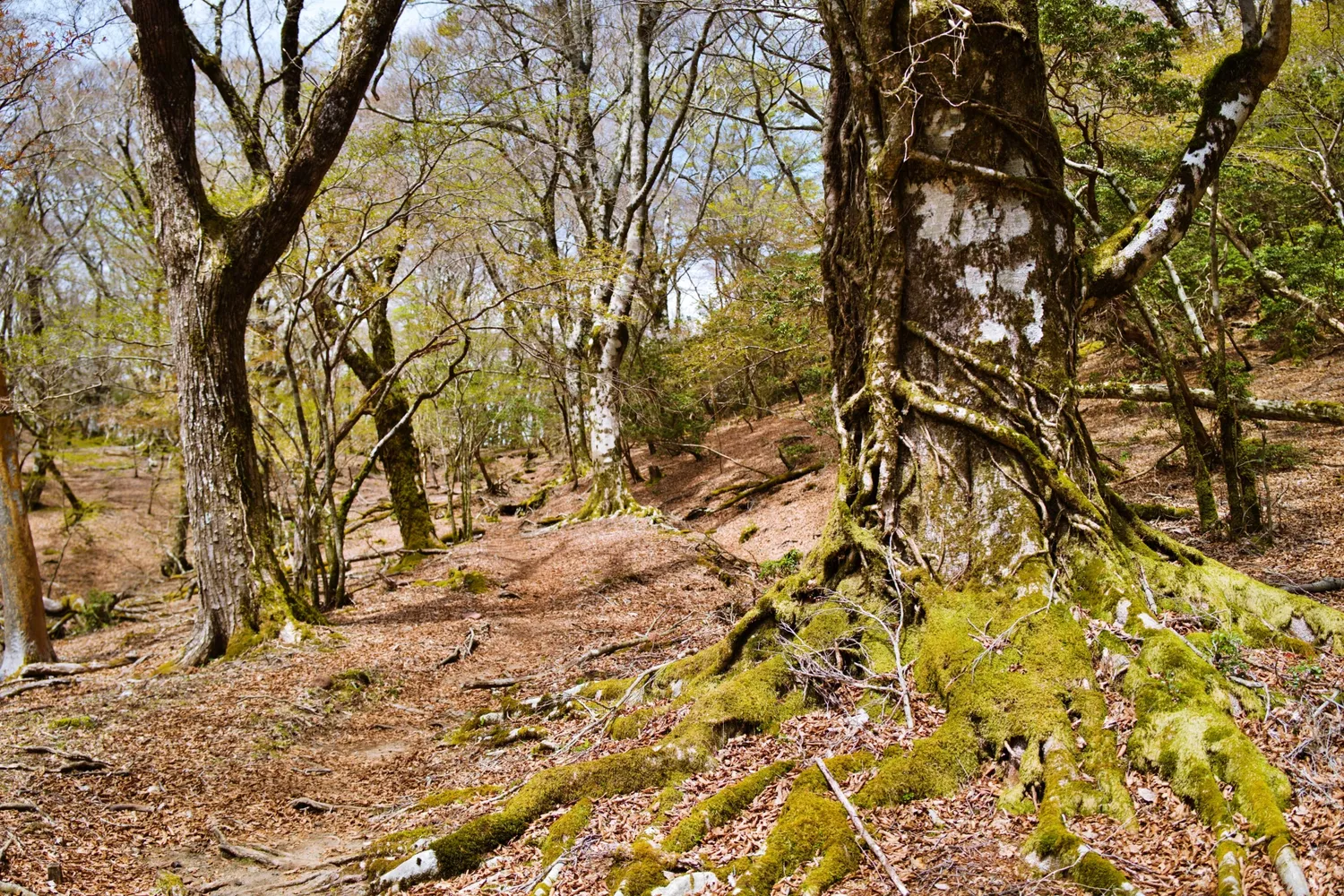 苔むしたブナの原生林の登山道