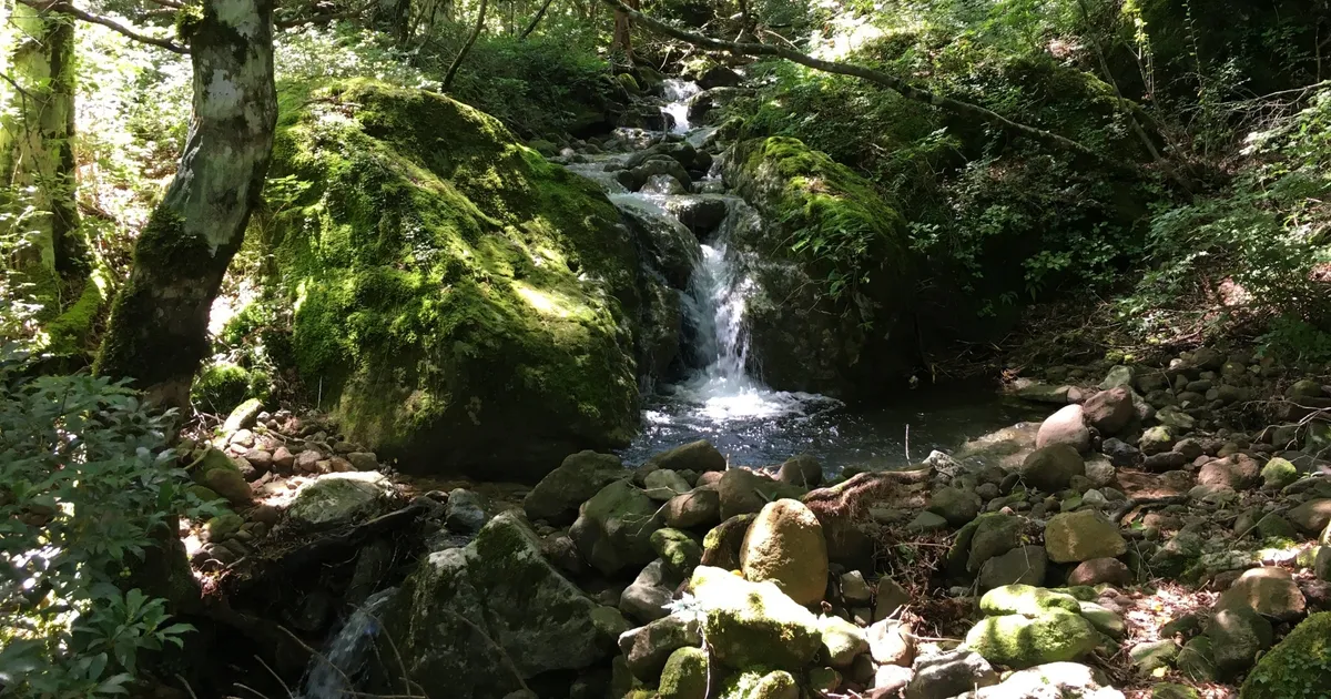 苔むした岩を流れる天城の渓流