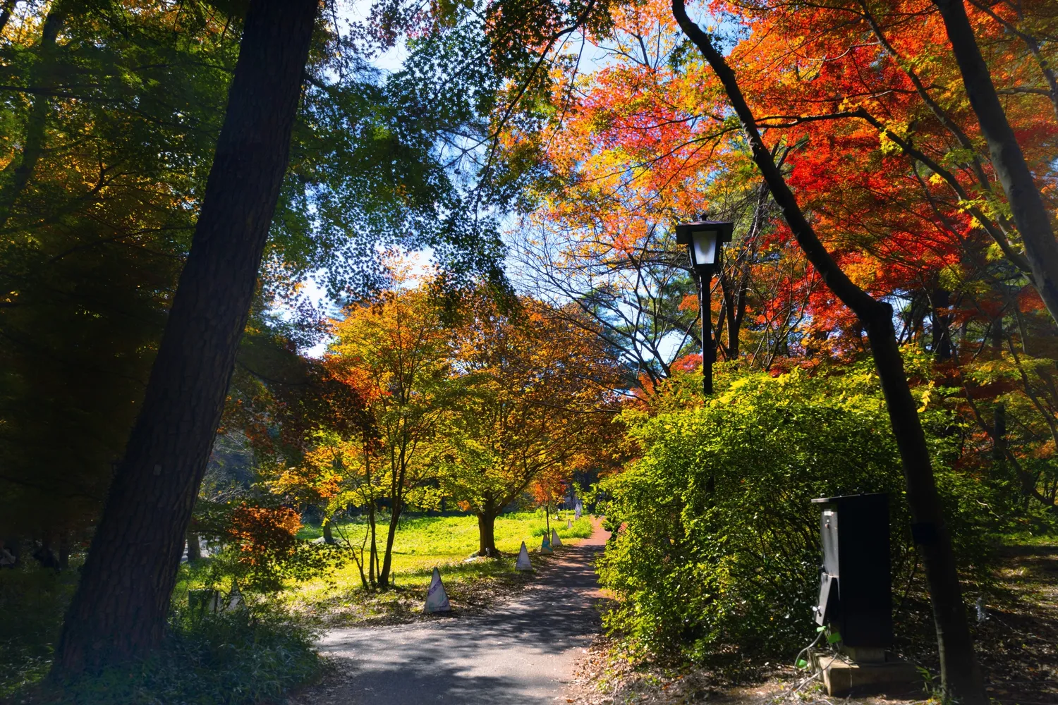 武蔵丘陵森林公園のサイクリングコース
