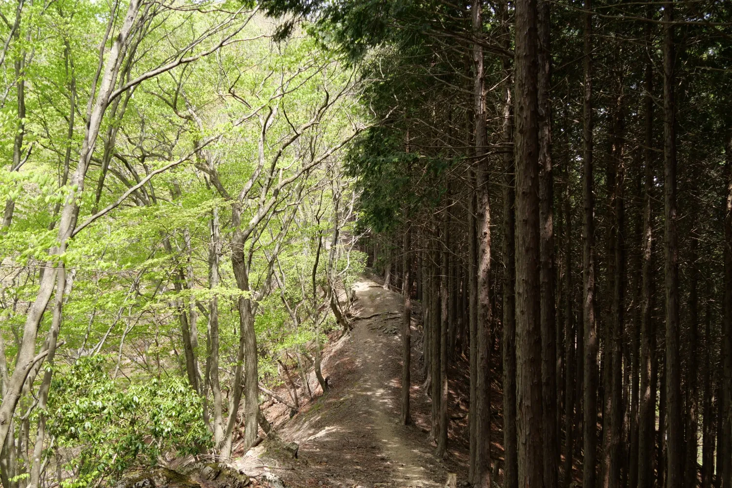 小持山・大持山付近の稜線の登山道