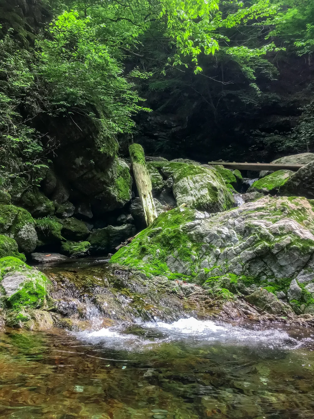 生川上流の苔むした岩と清流