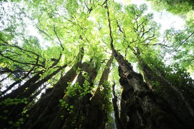 加蘇山の千本かつら