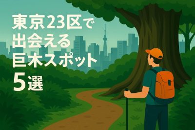 東京23区で出会える巨木スポット5選