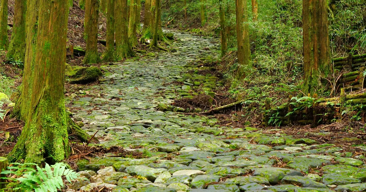 緑の森に続く箱根旧街道の石畳