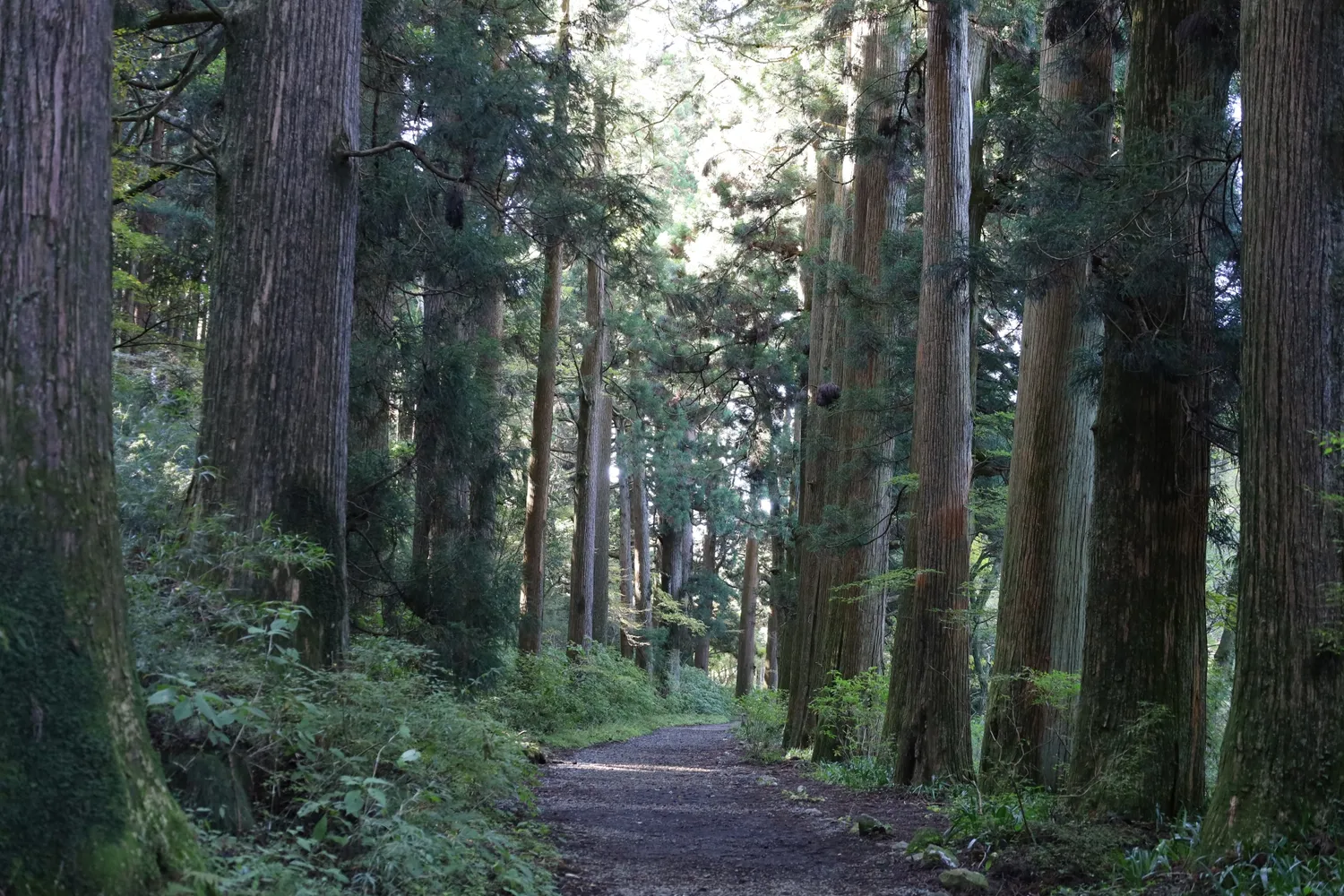 箱根旧街道 芦ノ湖畔の杉並木