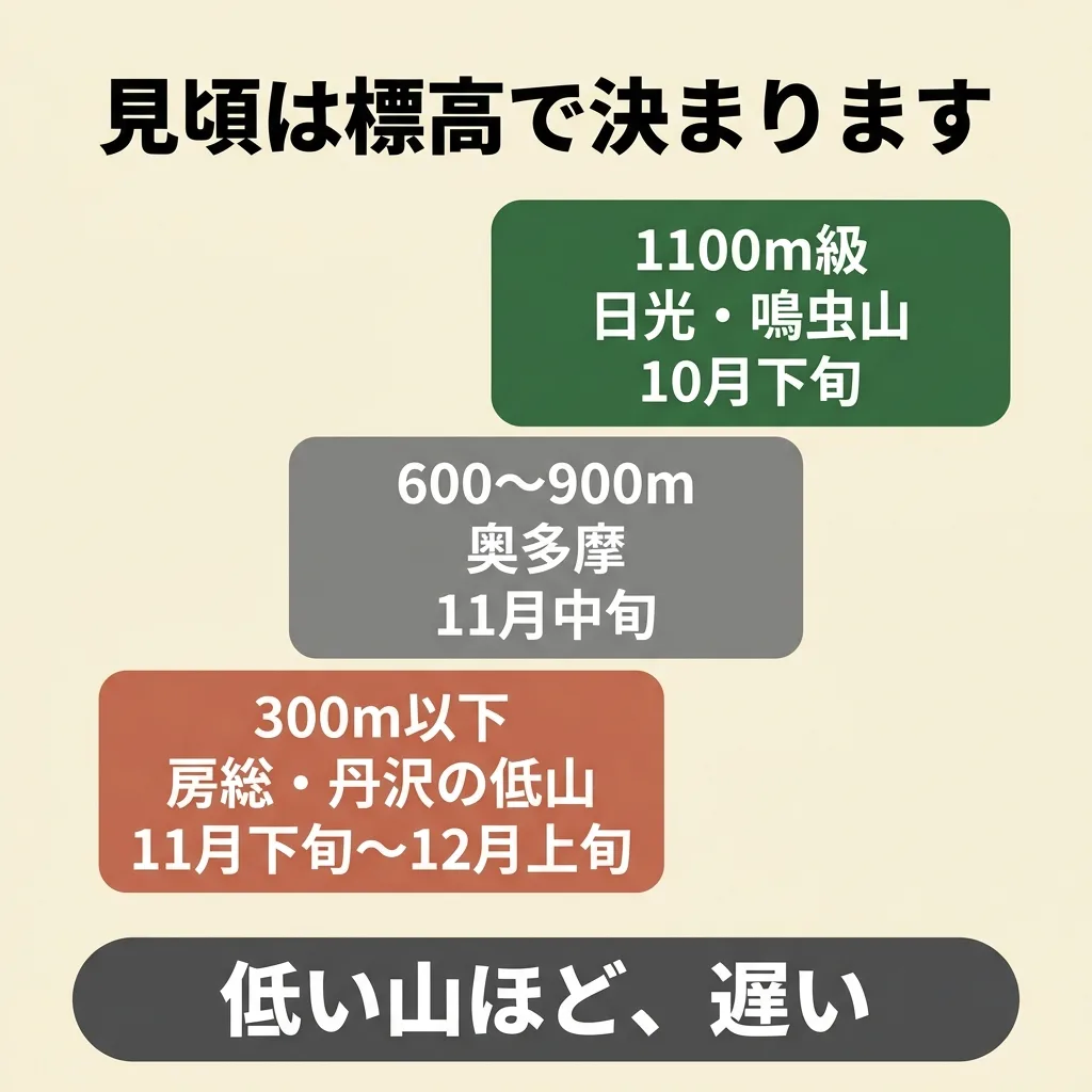 紅葉の見頃は標高で決まる。1100m級の日光は10月下旬、600〜900mの奥多摩は11月中旬、300m以下の低山は11月下旬から12月上旬
