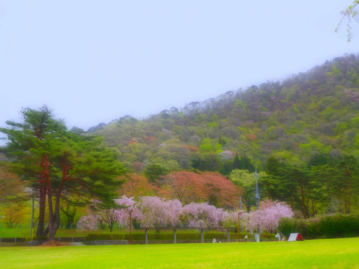 鬼怒川公園のシダレザクラ