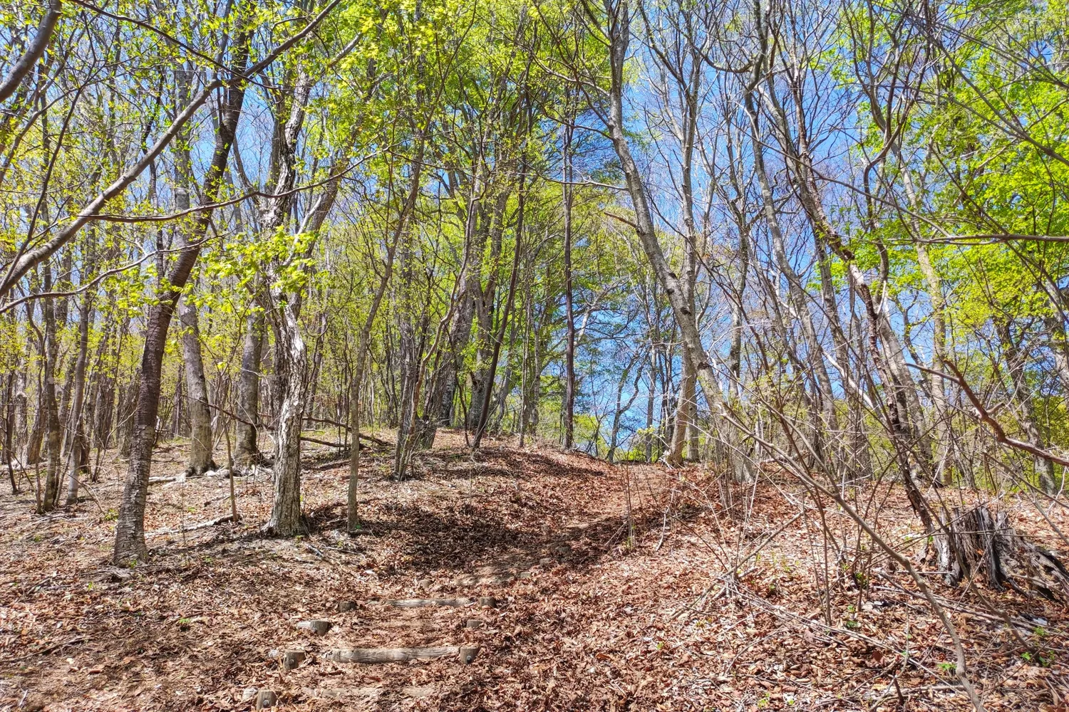 ムシカリ峠付近のブナの路