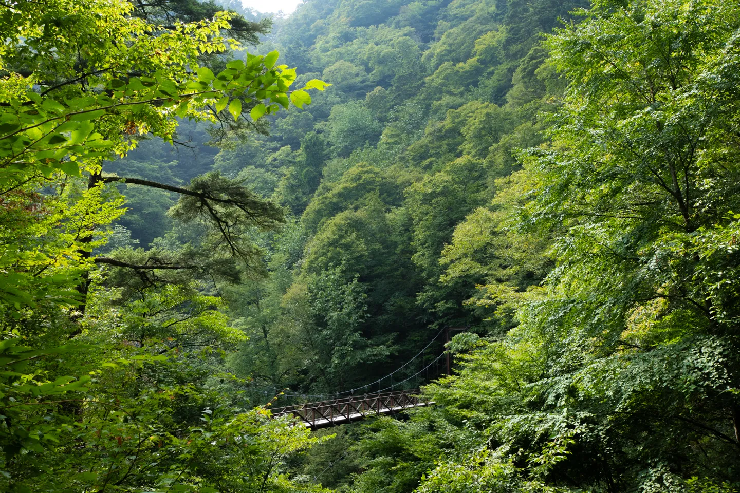 緑の谷に架かる滝見橋