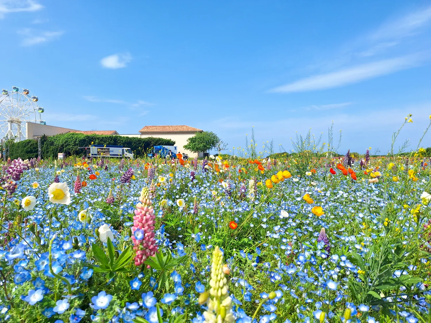 ソレイユの丘の花畑と富士山
