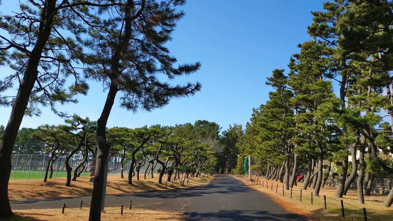 辻堂海浜公園の松林