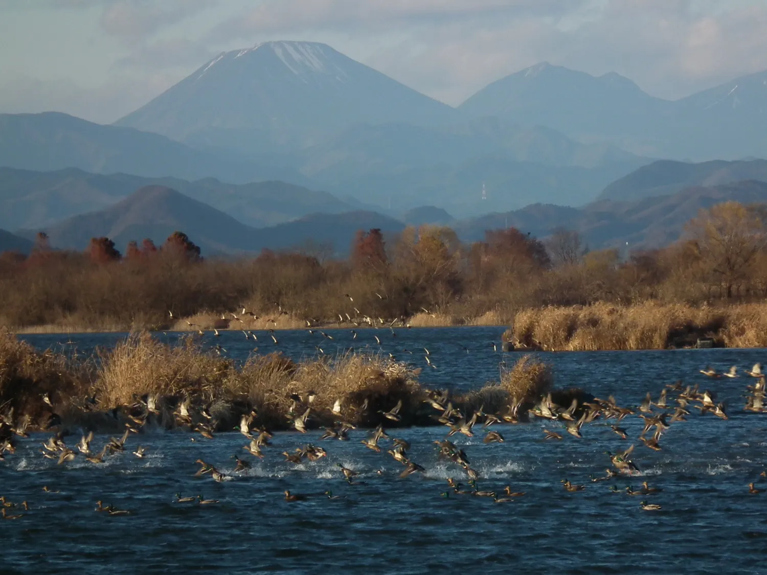 ヨシ原と水鳥(東岸)